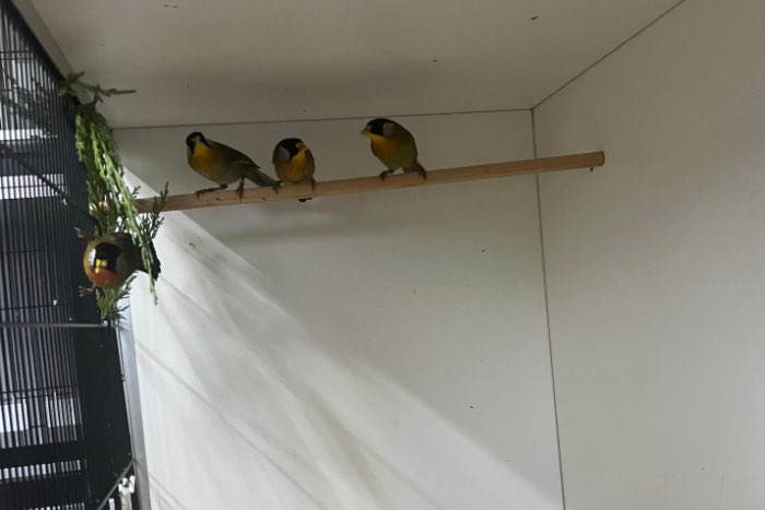 zilveroornachtegalen