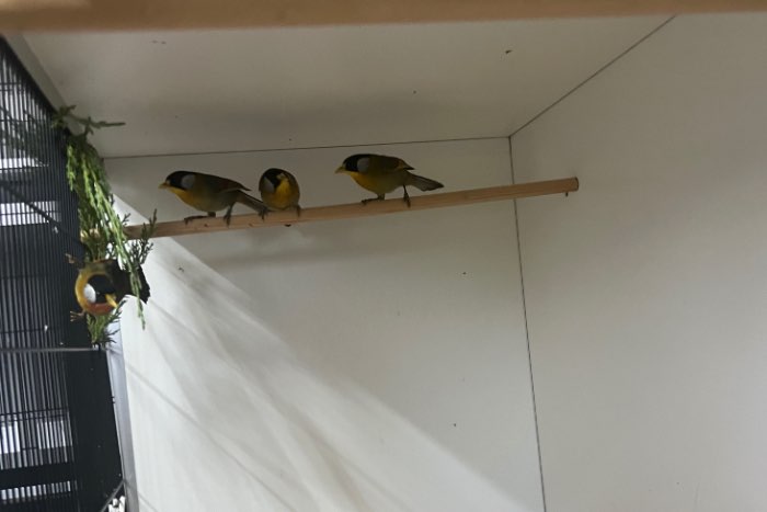 zilveroornachtegalen