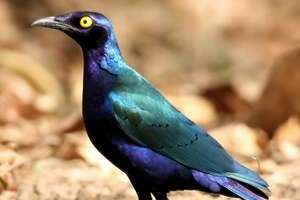 lamprotornis purpureus en ordre de bague 1-0