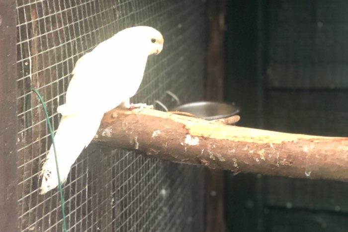 kweekkoppel kakarikies van 2024