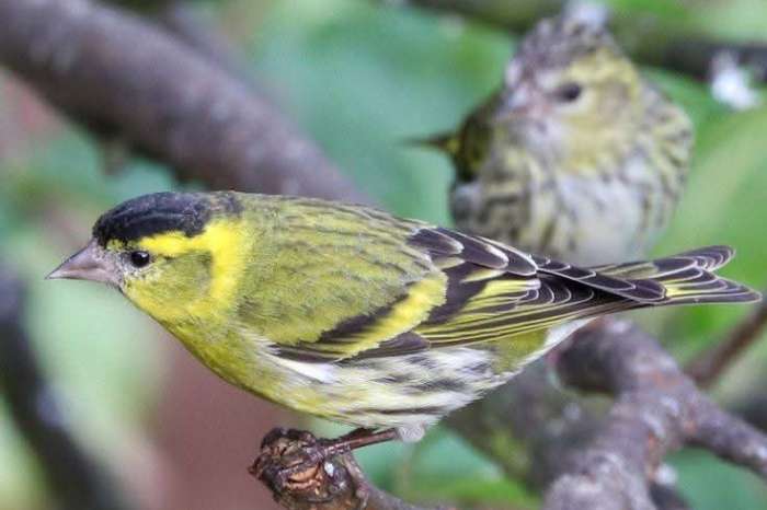 gevraagd europese cultuur vogels