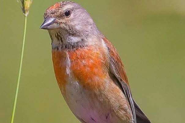 gevraagd europese cultuur vogels