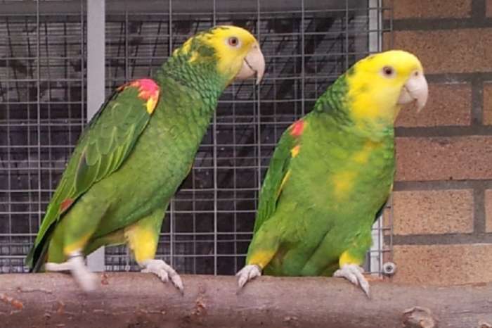 1-1 amazone oratrix magna