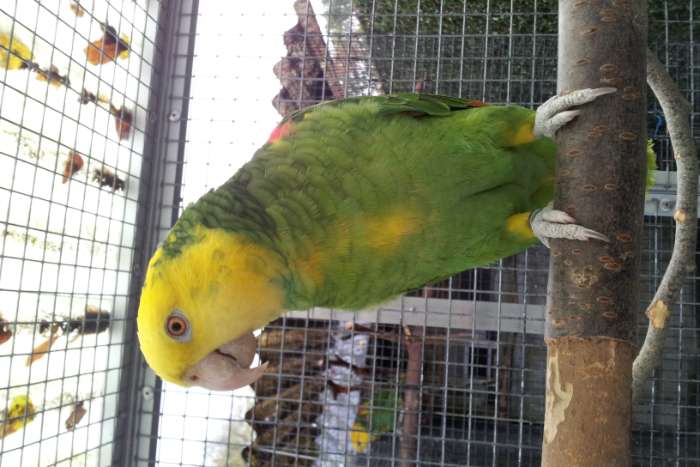 1-1 amazone oratrix magna