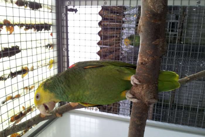 1-1 amazone oratrix magna