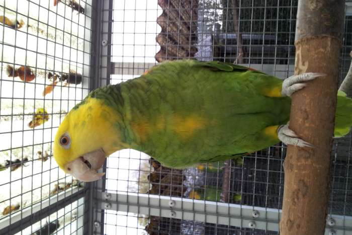 1-1 amazone oratrix magna