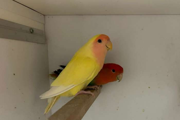 aqua ino st type (lang bevederd )