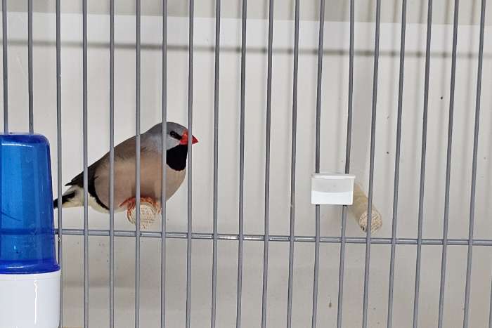 1-2 spitsstaart amadines