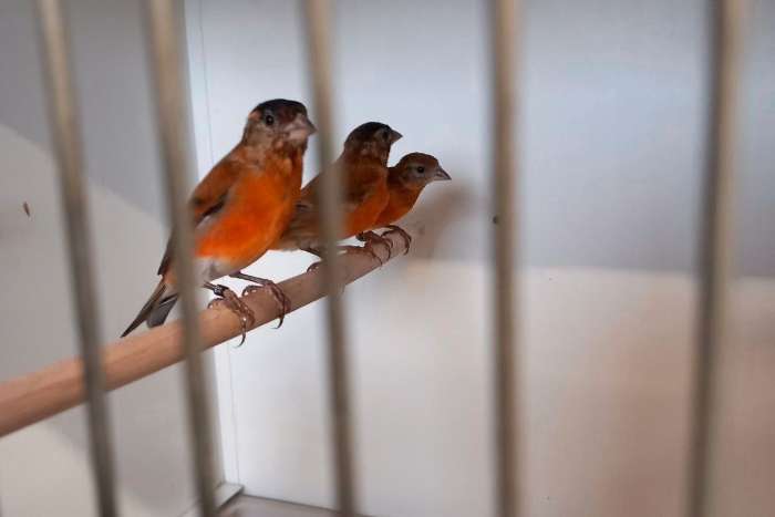 bastaarden putterxkanarie kapoetsijsxkanarie