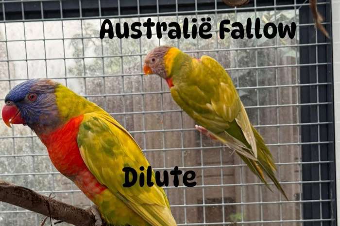 te koop gevraagd mutatie lori