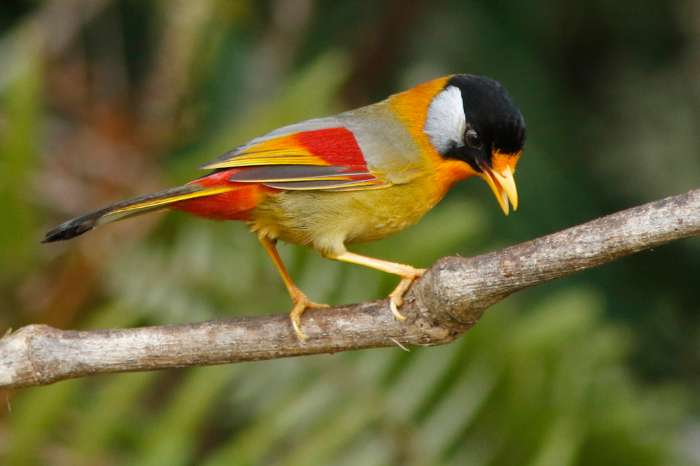 leiothrix argentauris - silver-eared mesia (red form)