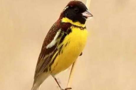 emberiza aureola ornata - yellow-breasted bunting