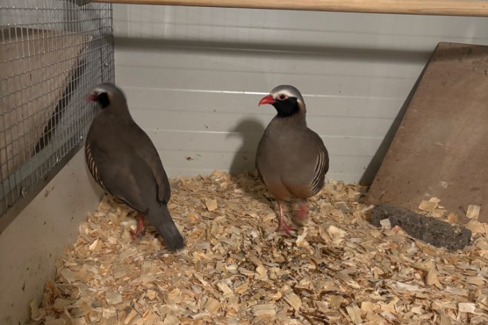 2 philby patrijs hanen