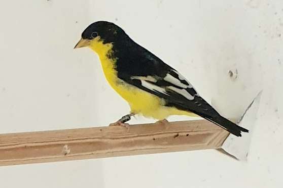 mexicosijs  (spinus psaltria psaltria)