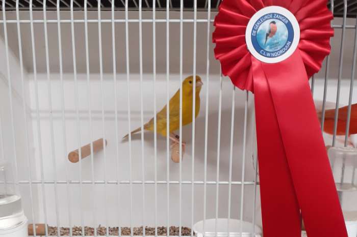 agaat-geel / isabel-geel.