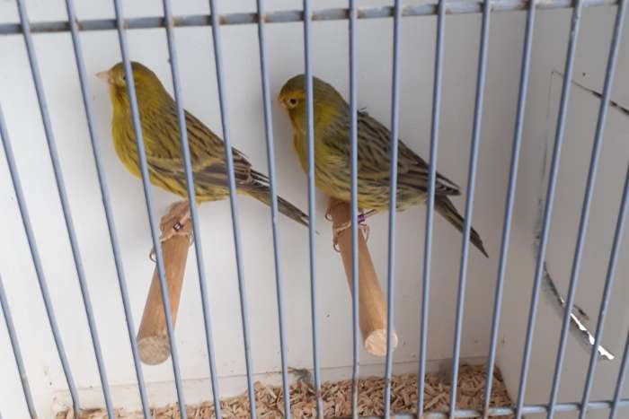 agaat-geel / isabel-geel.