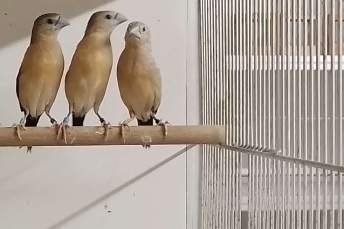 10 gele rietvinken ( 3-7 )