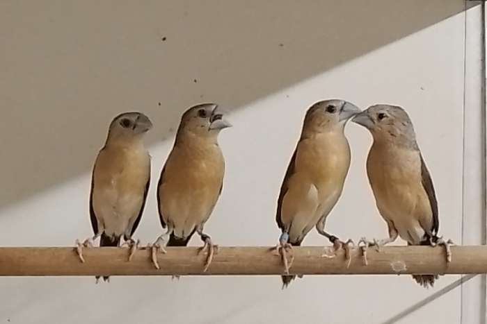 10 gele rietvinken ( 3-7 )