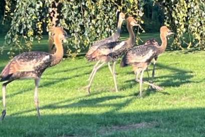 grijze kroonkraanvogels 2025