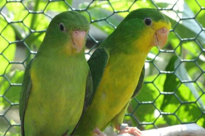 perruche citron ( psilopsiagon aurifrons aurifrons )