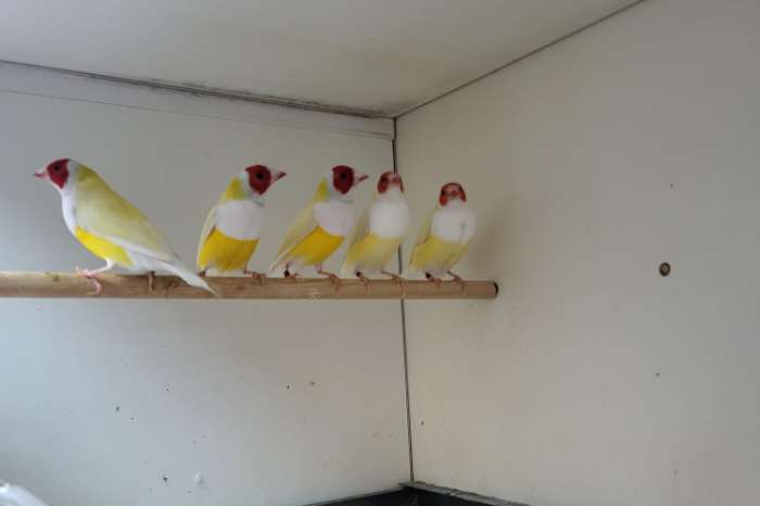 gele roodkop wifborst gould amandine