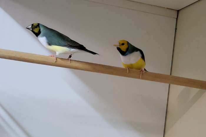 aqua witborst gould amandine