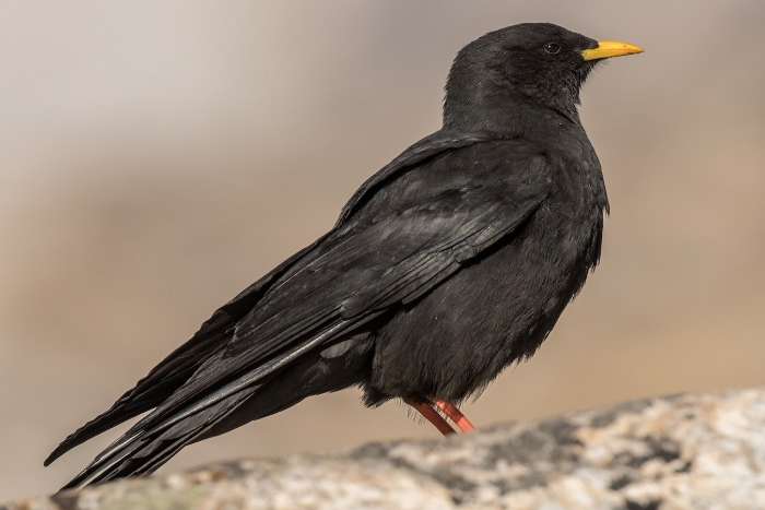 yellow-billed chough (pyrrhocorax graculus)