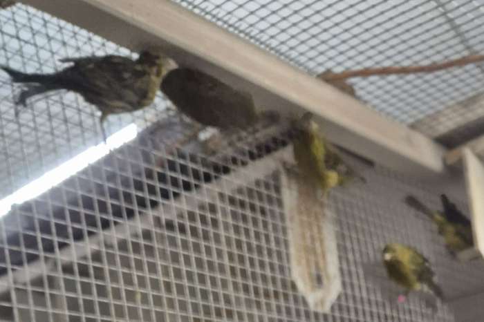 zwart-gele kanaries ( groene) '25