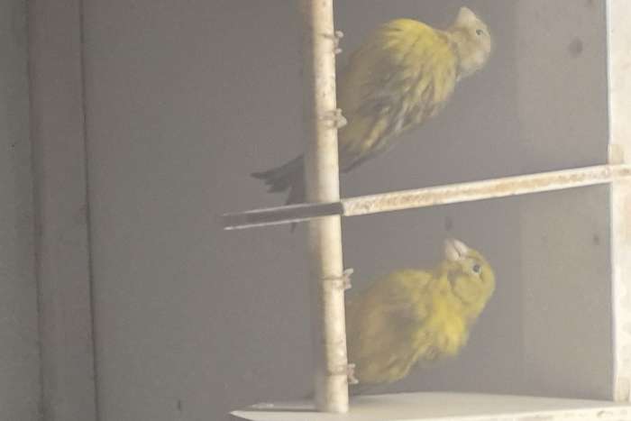 zwart-gele kanaries ( groene) '25