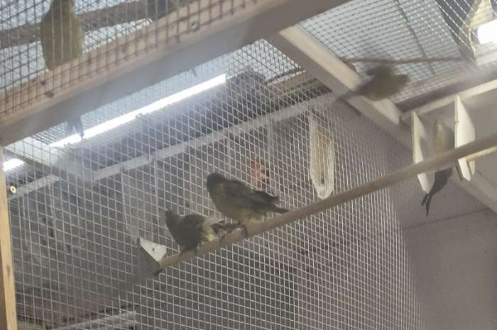 zwart-gele kanaries ( groene) '25