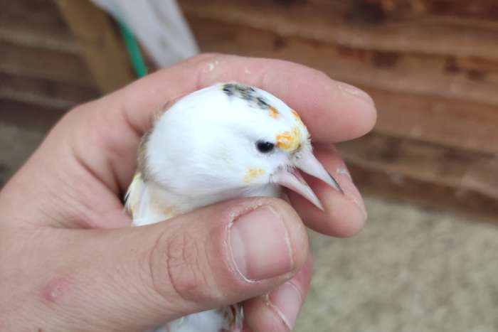 majoor putter bonte man