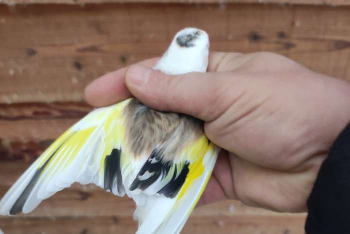 majoor putter bonte man