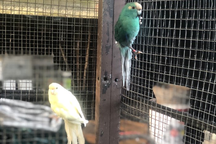 kweekkoppel kakarikies van 2024