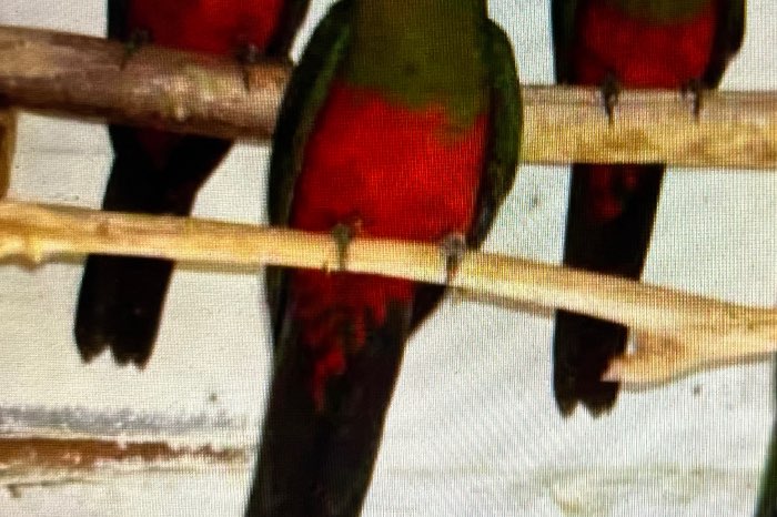 koningsparkieten 2025