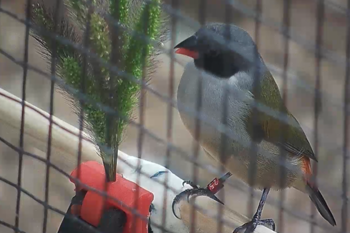 coccopygia melanotis melanotis