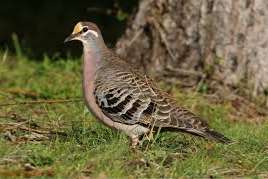 te koop koppel bronsvleugel duiven