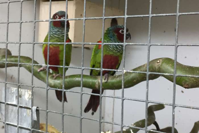 3-0 pyrrhura pfrimeri