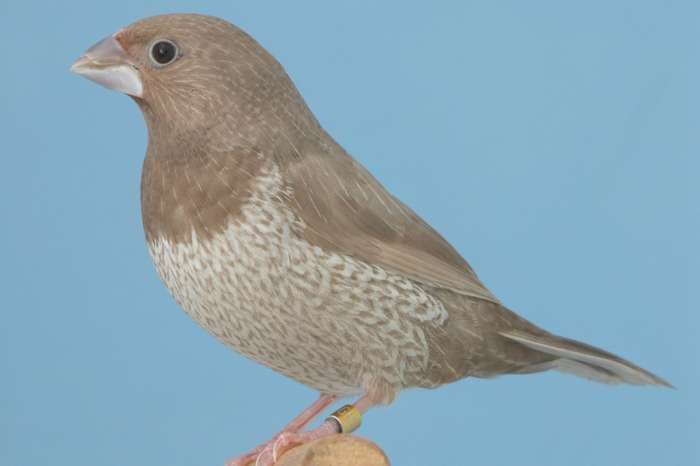 japanse meeuw roodgrijs