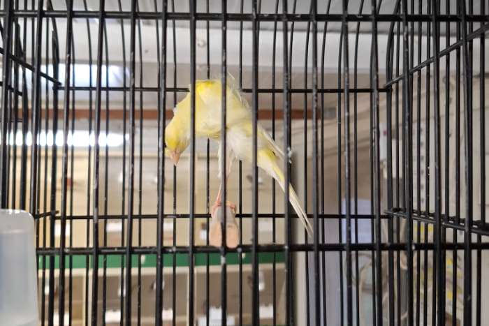 zuid hollandsche frise