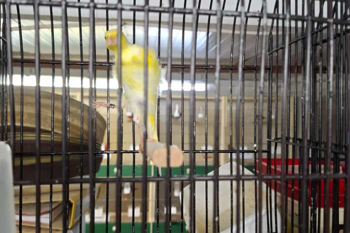 zuid hollandsche frise