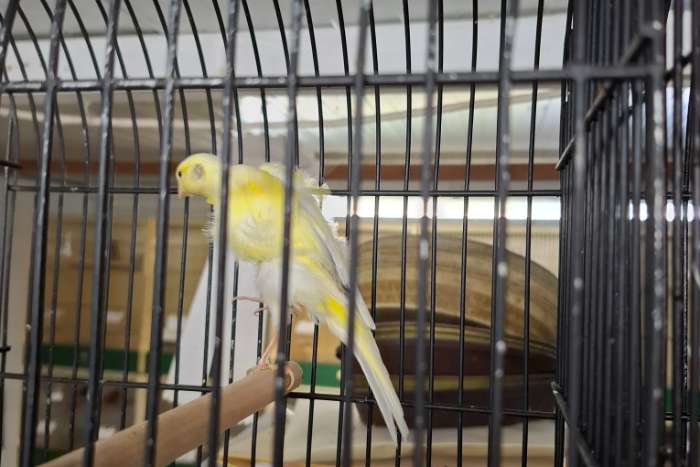 zuid hollandsche frise