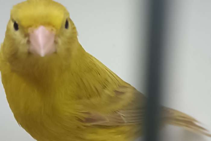 isabel geel mannen en poppen