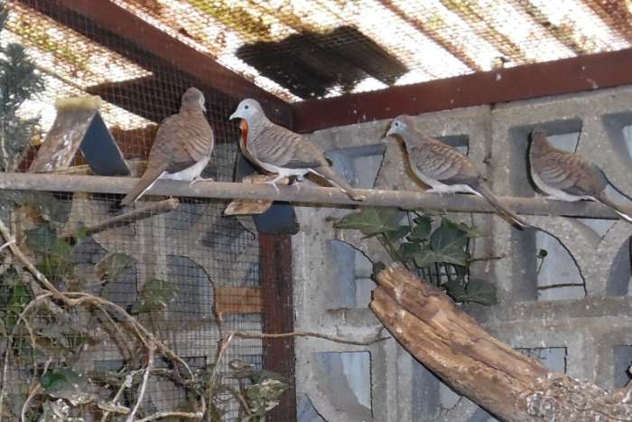 zebraduifje - doffer