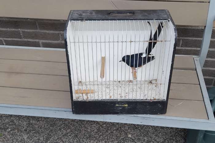 2-0  shama lijster van 2025 175,00