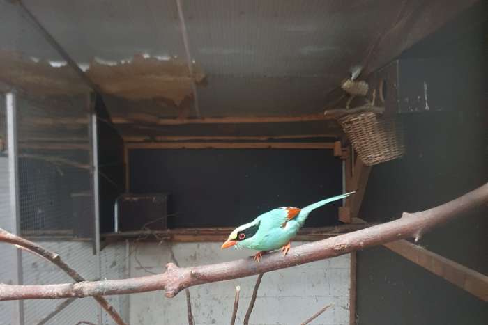 pop groene kitta 2024