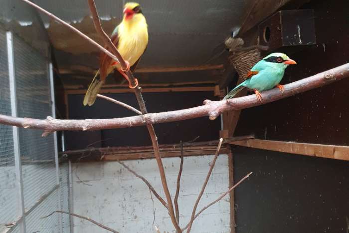 pop groene kitta 2024