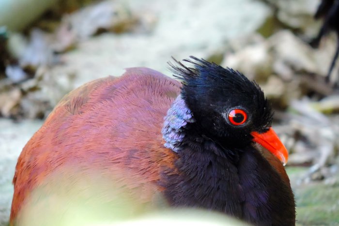 available for december