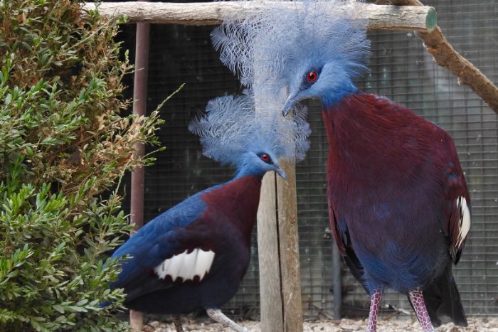 available for december