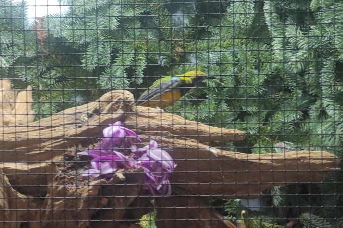 chloropsis hardwickii