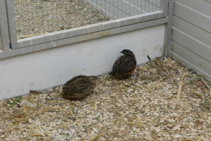 te koop harlekijn kwartel uit een buitenvoliere.